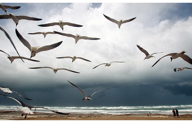 gulls_1669668b