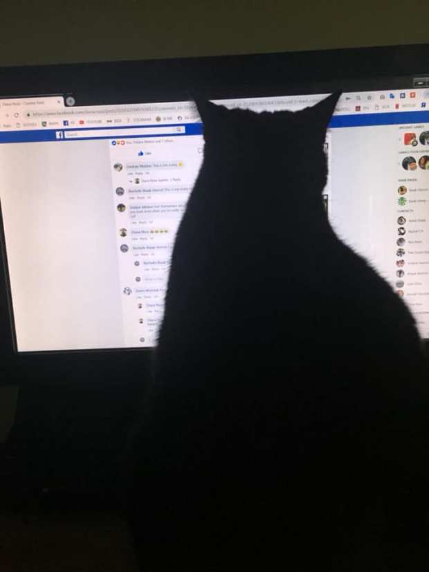 44387815_10160891583455585_2046070686933319680_n