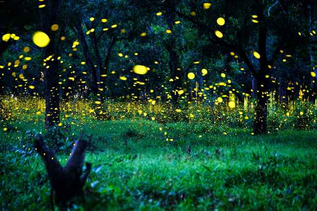 original_shutterstock_664142752